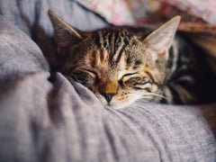 Schlafen nach Ayurveda - die besten Yoga Tipps für guten Schlaf